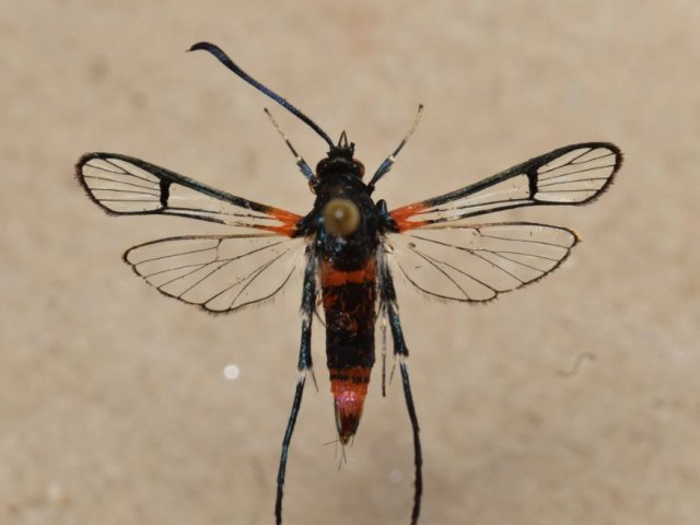 Camaegeria sophax